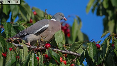 Pigeon ramier