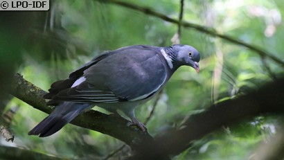 Pigeon ramier