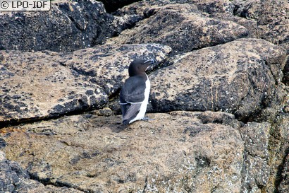 Pingouin torda