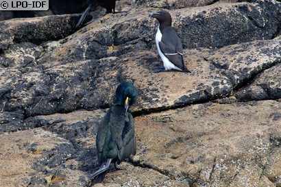 Pingouin torda