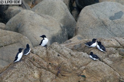 Pingouin torda