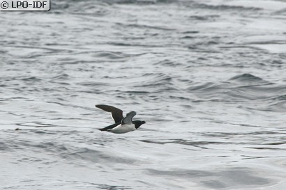 Pingouin torda