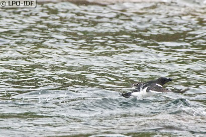 Pingouin torda