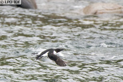 Pingouin torda