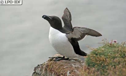 Pingouin torda