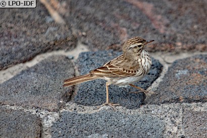 Pipit des arbres