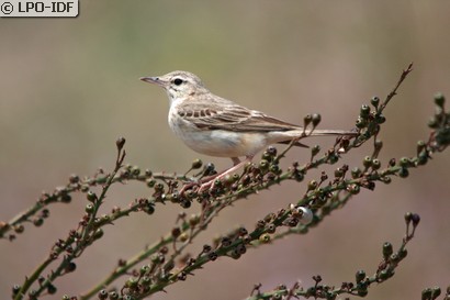 Pipit rousseline