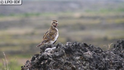 Pluvier doré