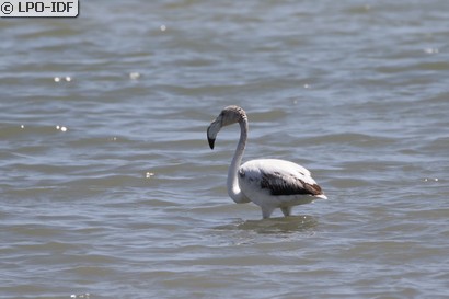 Flamant rose