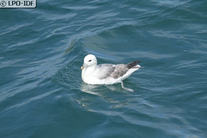 Fulmar boréal