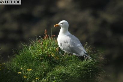 Goéland argenté