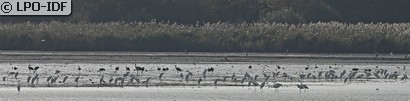 Grande Aigrette