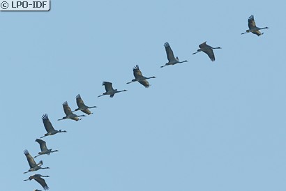 Grue cendrée