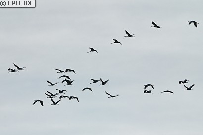 Grue cendrée
