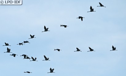 Grue cendrée