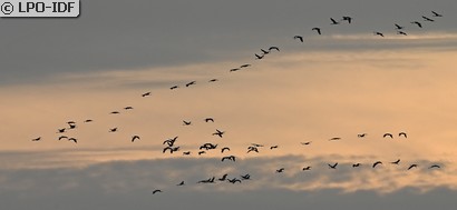 Grue cendrée