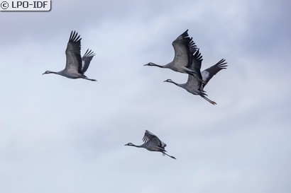 Grue cendrée