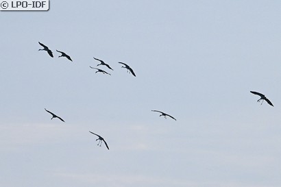 Grue cendrée