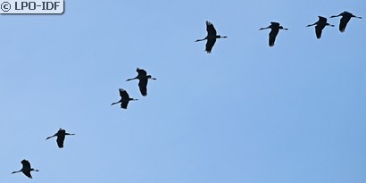 Grue cendrée