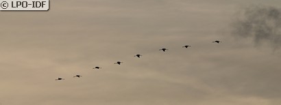 Grue cendrée