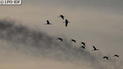 Grue cendrée