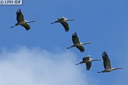 Grue cendrée