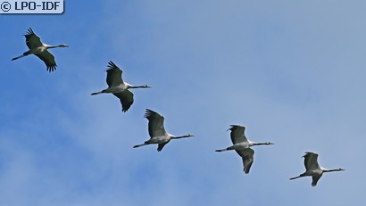 Grue cendrée