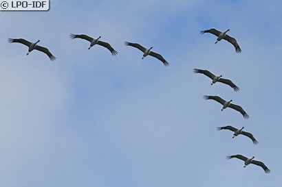 Grue cendrée