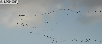 Grue cendrée