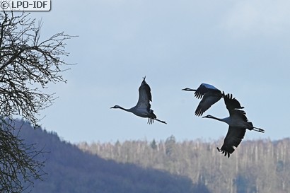 Grue cendrée