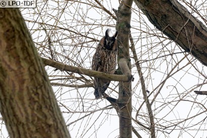 Hibou moyen-duc
