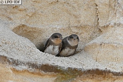 Hirondelle de rivage