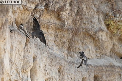 Hirondelle de rivage