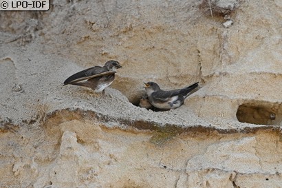 Hirondelle de rivage