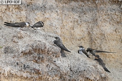 Hirondelle de rivage