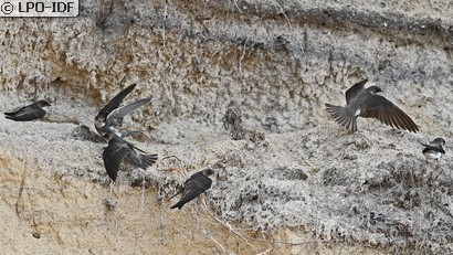 Hirondelle de rivage