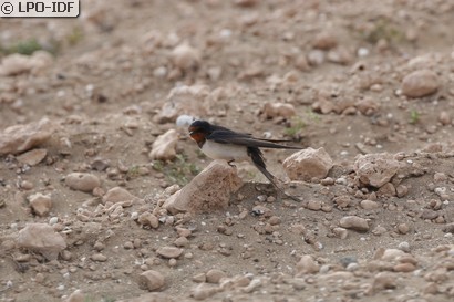 Hirondelle rustique
