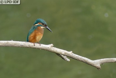 Martin-pêcheur d'Europe