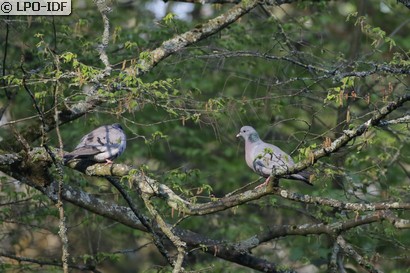 Pigeon colombin