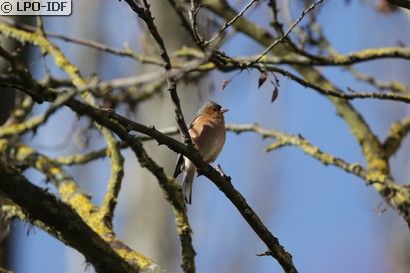 Pinson des arbres