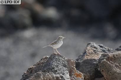 Pipit de Berthelot