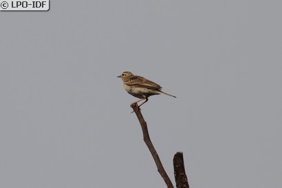Pipit de Richard