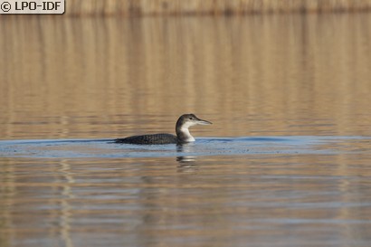 Plongeon imbrin