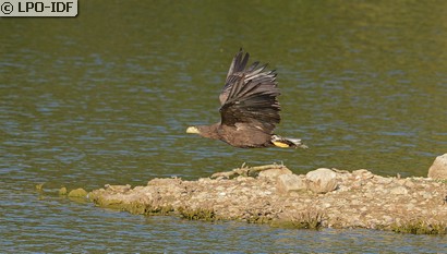 Pygargue à queue blanche