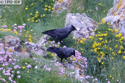 Choucas des tours