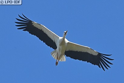 Cigogne blanche