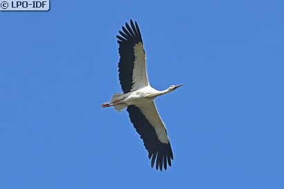 Cigogne blanche