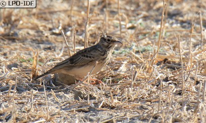 Cochevis huppé