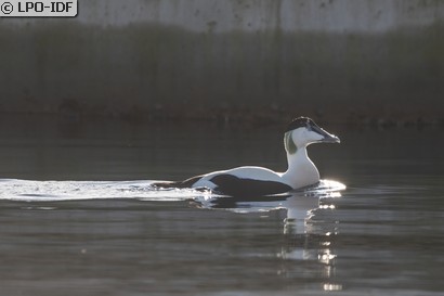 Eider à duvet