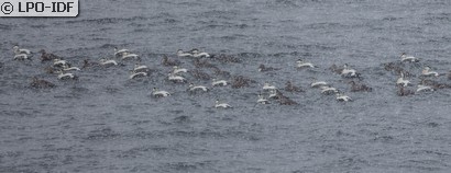 Eider à duvet